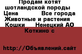 Продам котят шотландской породы › Цена ­ 2 000 - Все города Животные и растения » Кошки   . Ненецкий АО,Коткино с.